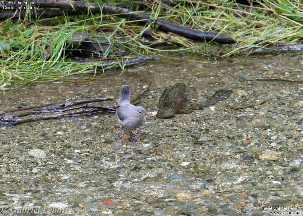 American Dipper