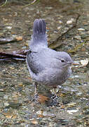 American Dipper