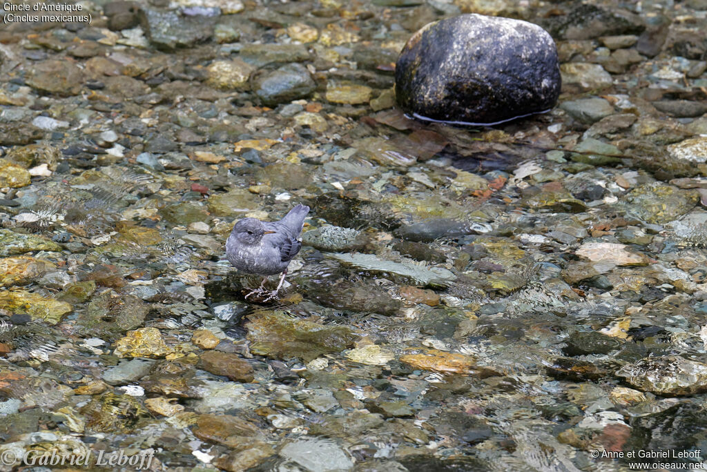 American Dipper