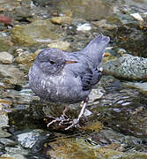 American Dipper