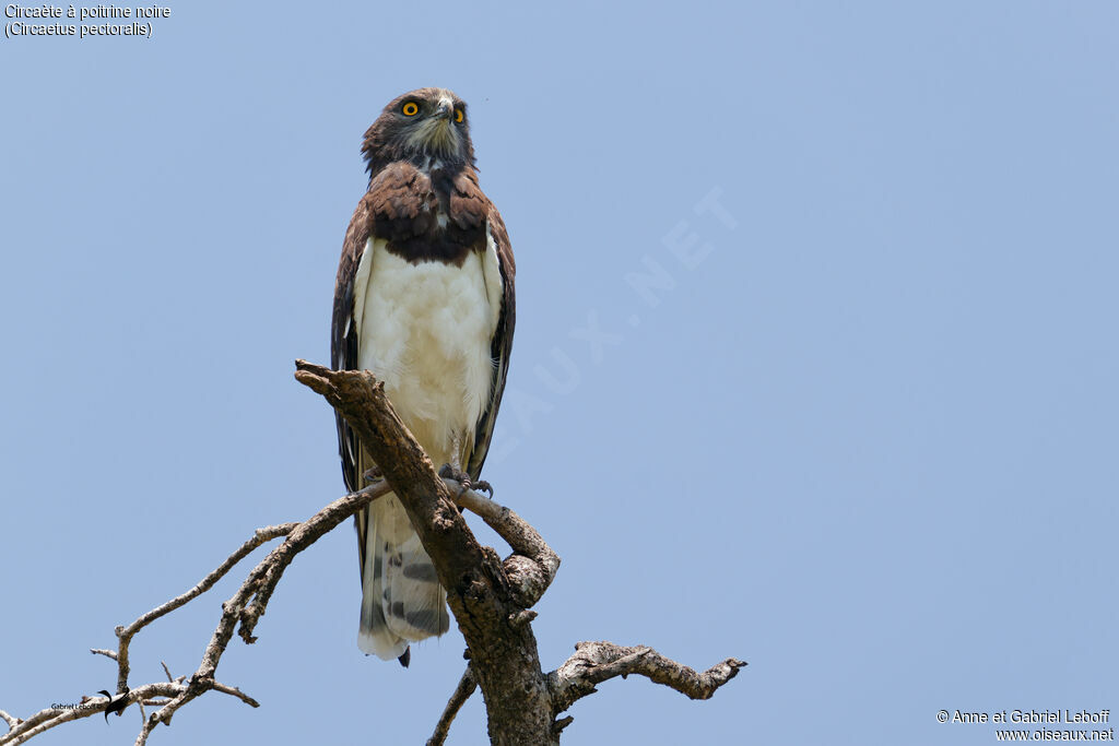 Circaète à poitrine noire