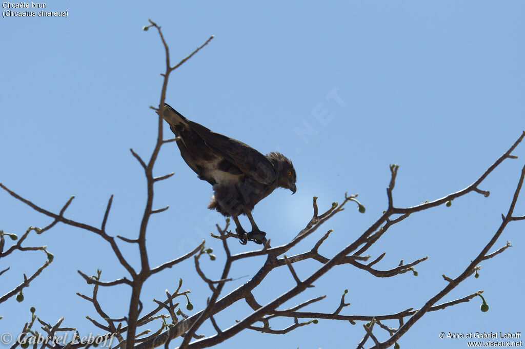 Brown Snake Eagle