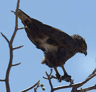 Brown Snake Eagle