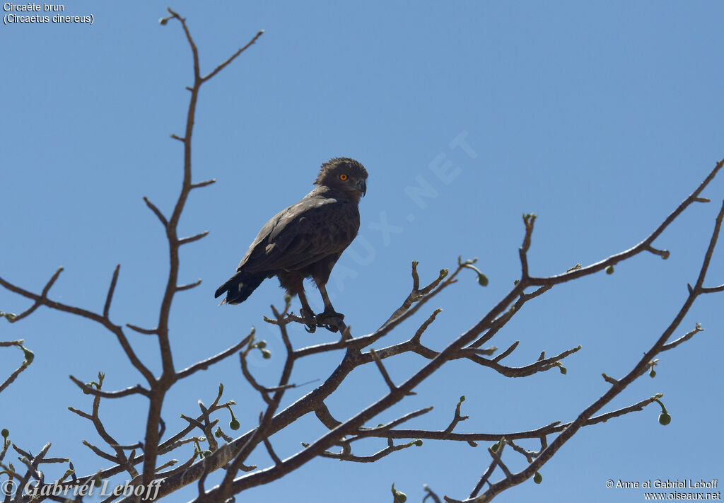 Brown Snake Eagle