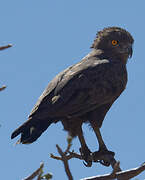 Brown Snake Eagle