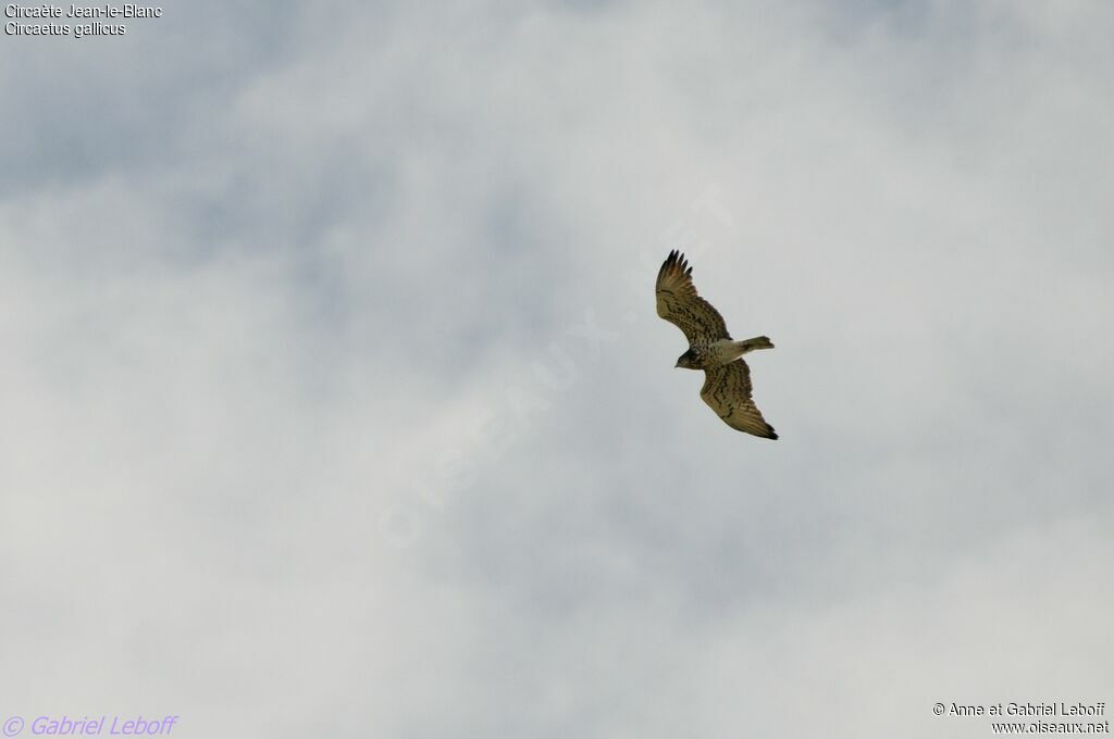 Short-toed Snake Eagle