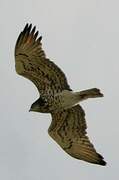 Short-toed Snake Eagle