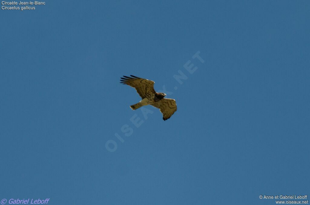 Short-toed Snake Eagle