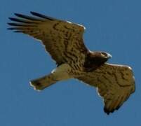 Short-toed Snake Eagle