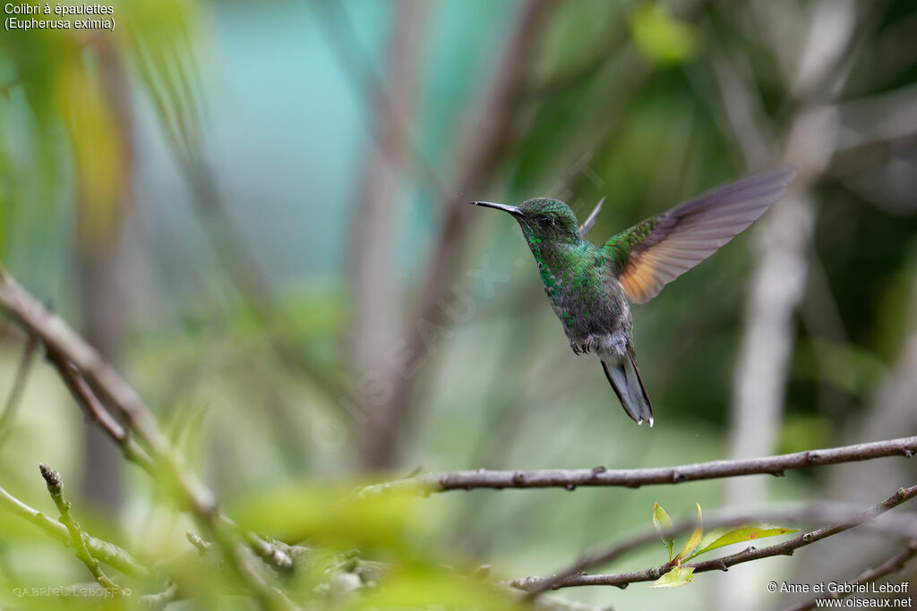 Colibri à épaulettesimmature