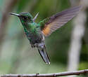 Colibri à épaulettes