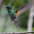 Colibri à épaulettes