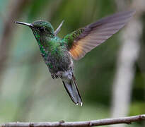 Stripe-tailed Hummingbird