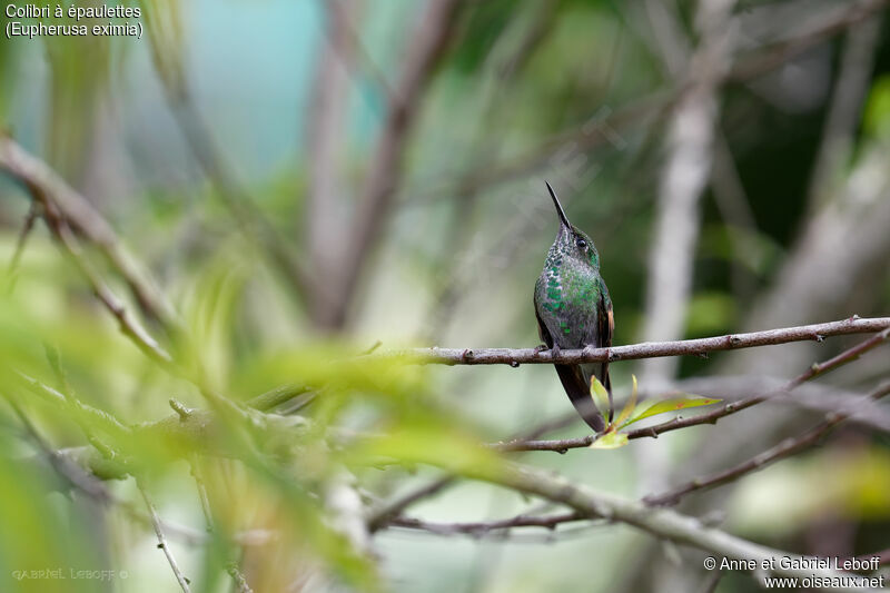 Stripe-tailed Hummingbirdimmature
