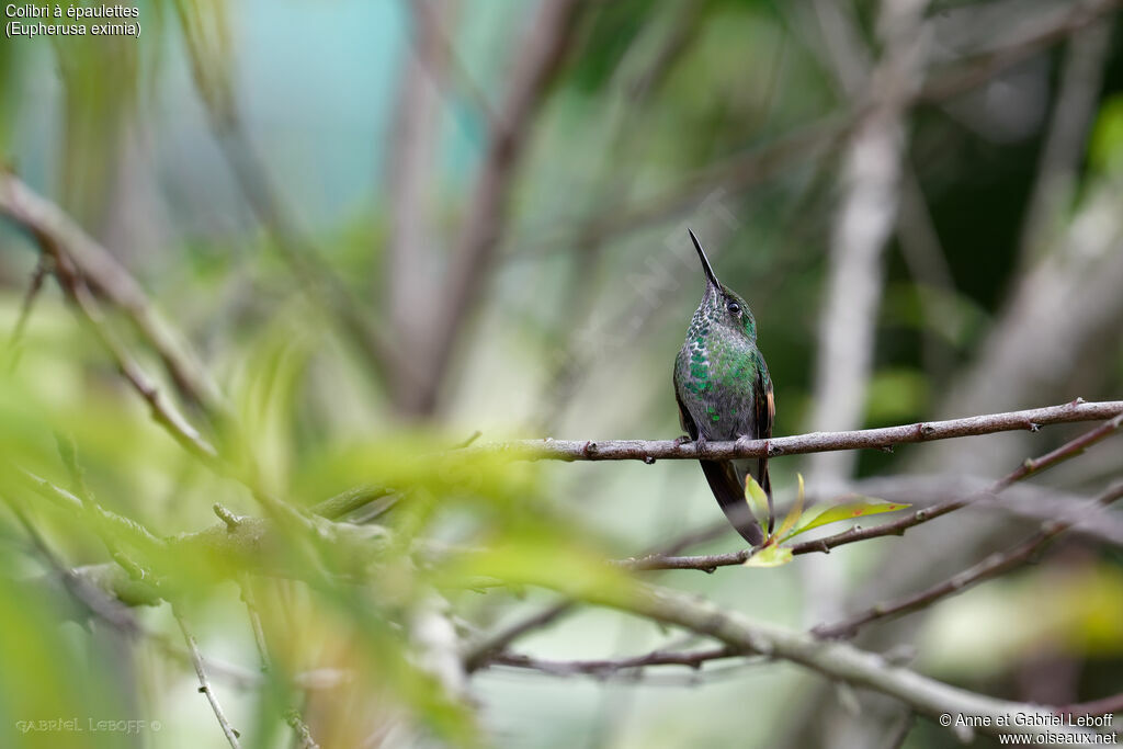 Colibri à épaulettesimmature