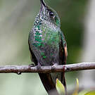 Colibri à épaulettes