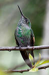 Colibri à épaulettes