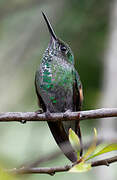 Stripe-tailed Hummingbird