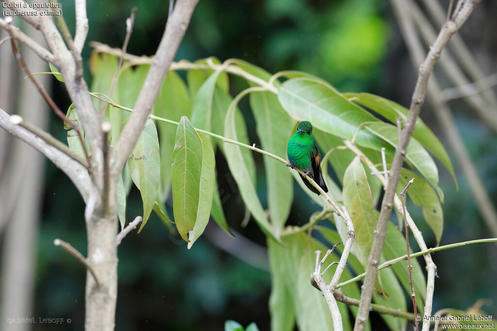 Colibri à épaulettesadulte