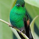 Colibri à épaulettes