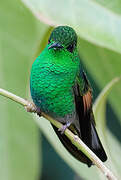 Stripe-tailed Hummingbird