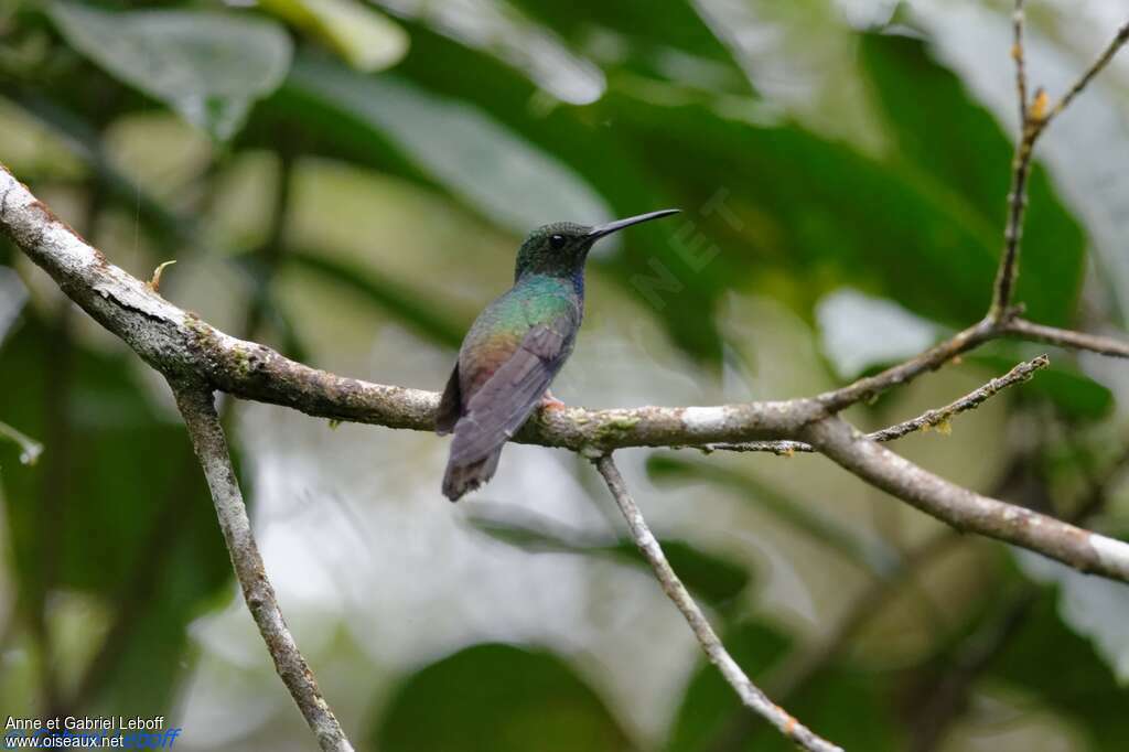 Colibri à queue bronzéeadulte, identification