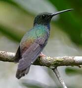 Bronze-tailed Plumeleteer