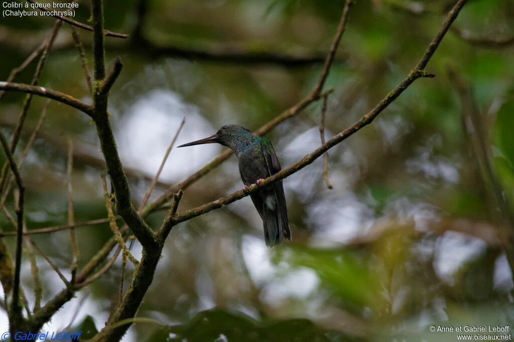 Colibri à queue bronzée mâle adulte