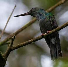 Colibri à queue bronzée