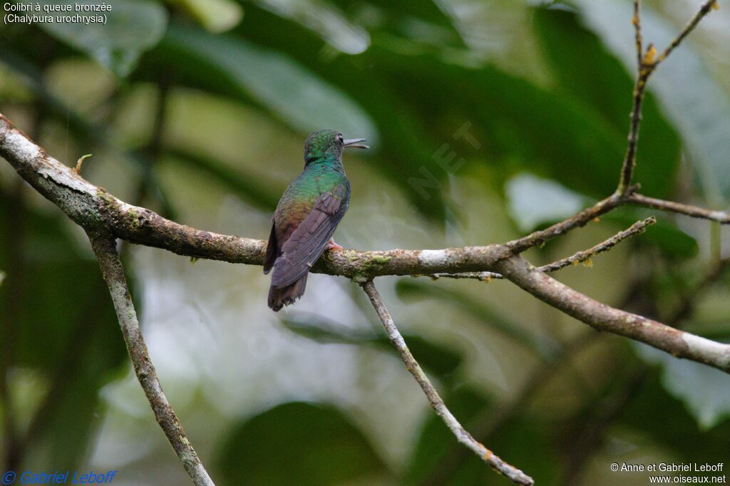 Bronze-tailed Plumeleteer male adult