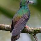 Colibri à queue bronzée