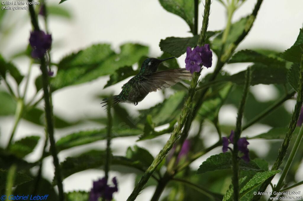 Colibri à tête violette mâle adulte