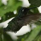 Colibri à tête violette
