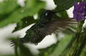 Violet-headed Hummingbird