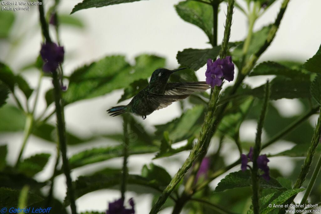 Colibri à tête violette mâle adulte