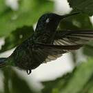 Colibri à tête violette