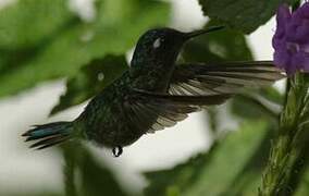 Colibri à tête violette