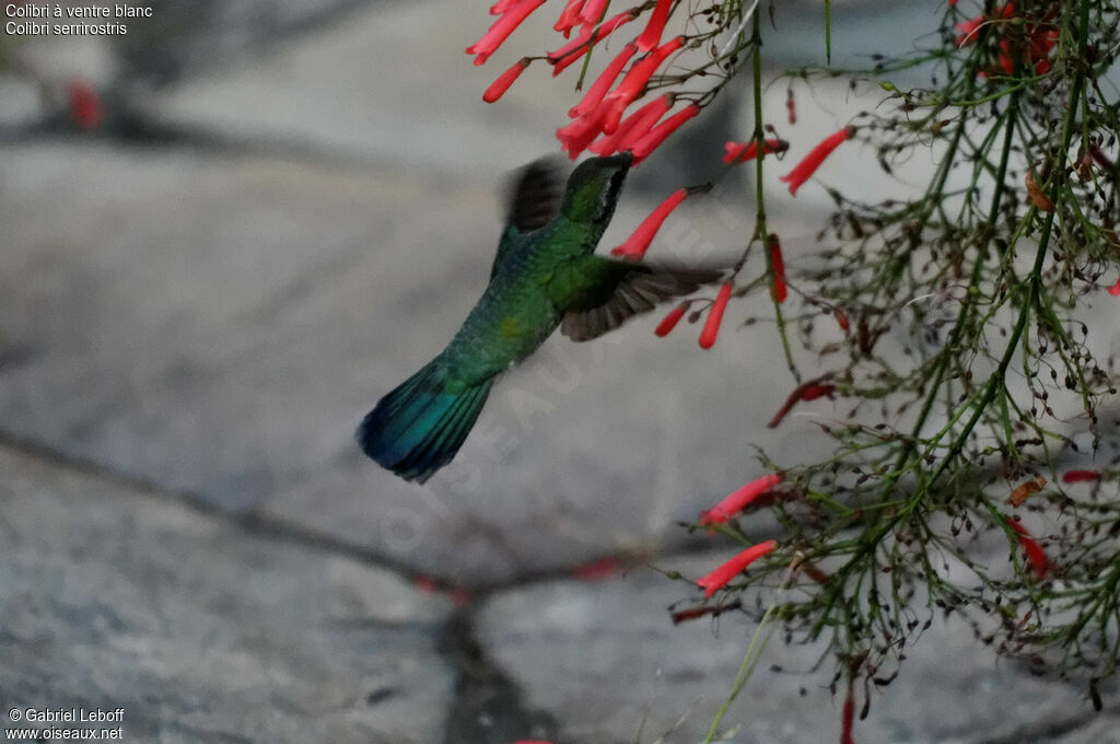 Colibri à ventre blanc