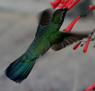 White-vented Violetear