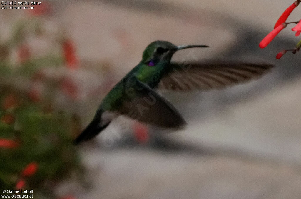 Colibri à ventre blanc