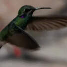 Colibri à ventre blanc