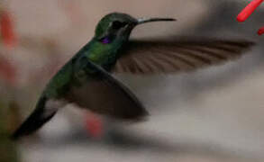 White-vented Violetear