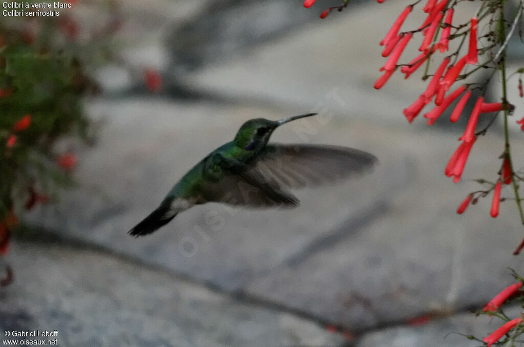 Colibri à ventre blanc