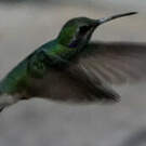 Colibri à ventre blanc