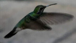 White-vented Violetear