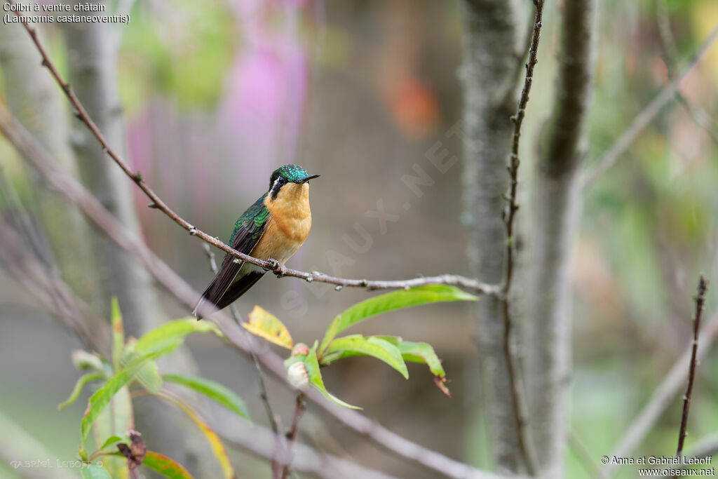 White-throated Mountaingem female