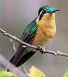 Colibri à ventre châtain