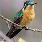 Colibri à ventre châtain