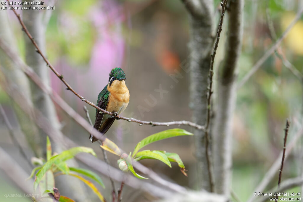 Colibri à ventre châtain femelle