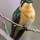 Colibri à ventre châtain